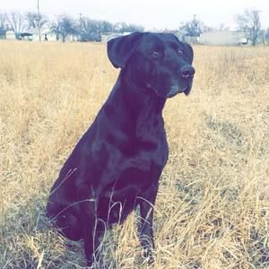 Meet your Posher, Jed